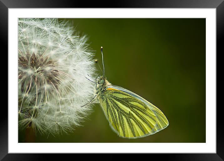 Green Veined White Framed Mounted Print by Keith Thorburn EFIAP/b