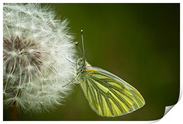 Green Veined White Print by Keith Thorburn EFIAP/b