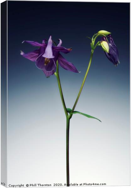 Single Purple Aquilegia stem. Canvas Print by Phill Thornton