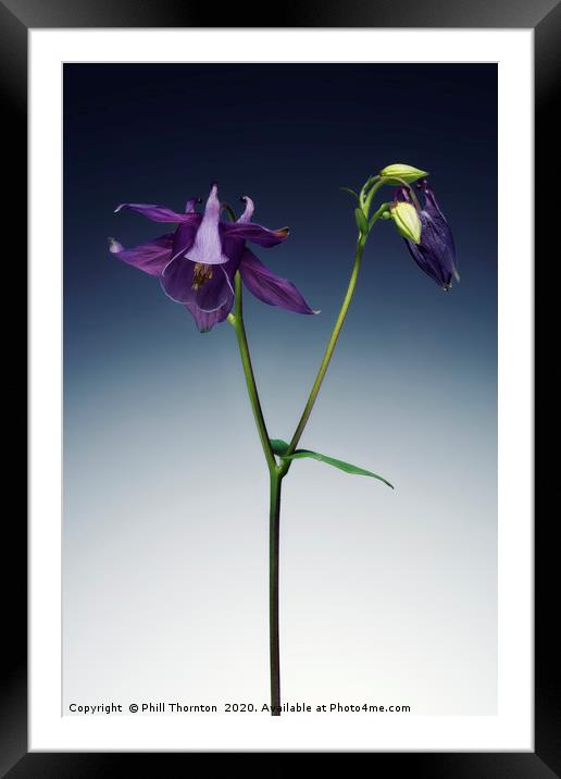 Single Purple Aquilegia stem. Framed Mounted Print by Phill Thornton