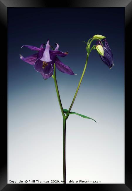 Single Purple Aquilegia stem. Framed Print by Phill Thornton