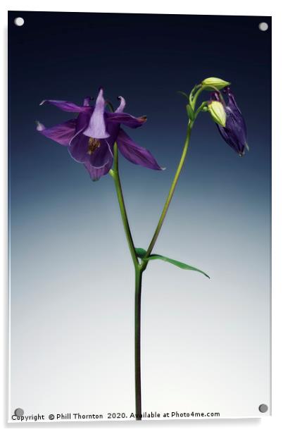 Single Purple Aquilegia stem. Acrylic by Phill Thornton