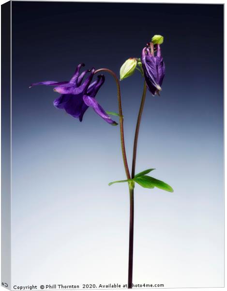 Single Purple Aquilegia stem. No. 2. Canvas Print by Phill Thornton