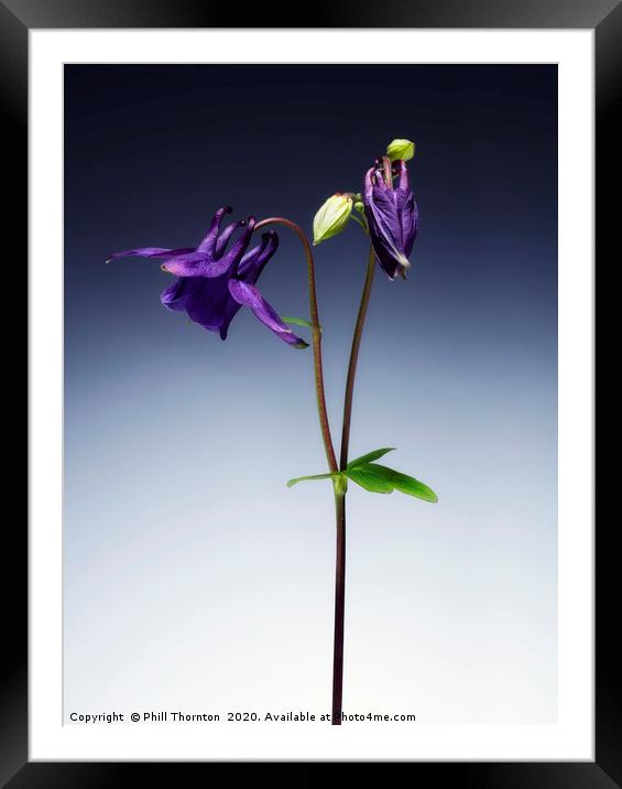 Single Purple Aquilegia stem. No. 2. Framed Mounted Print by Phill Thornton