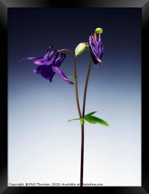 Single Purple Aquilegia stem. No. 2. Framed Print by Phill Thornton