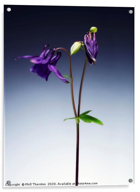 Single Purple Aquilegia stem. No. 2. Acrylic by Phill Thornton