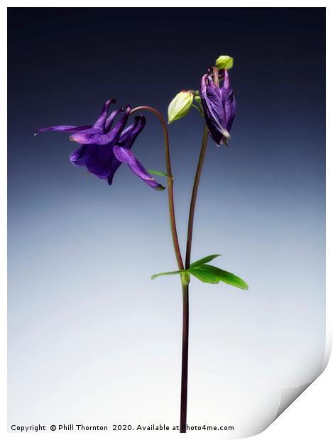 Single Purple Aquilegia stem. No. 2. Print by Phill Thornton