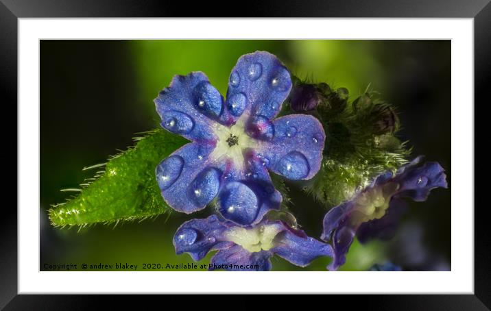 Beauty in Blue Framed Mounted Print by andrew blakey