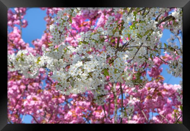Pretty Spring Blossom Framed Print by David Hare