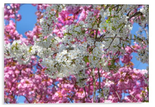 Pretty Spring Blossom Acrylic by David Hare