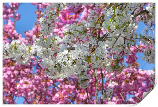 Pretty Spring Blossom Print by David Hare