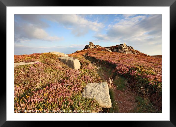 Heather at Carn Galver Framed Mounted Print by Andrew Ray