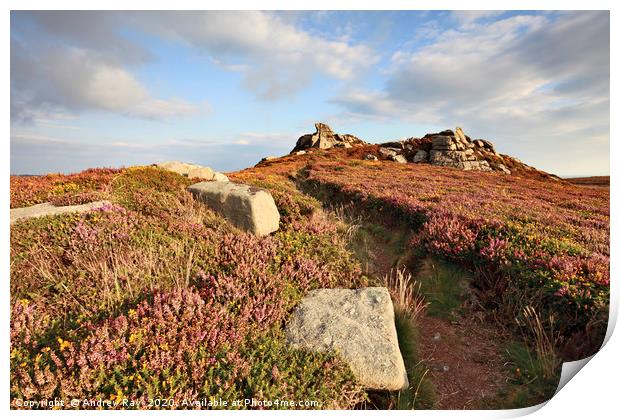 Heather at Carn Galver Print by Andrew Ray
