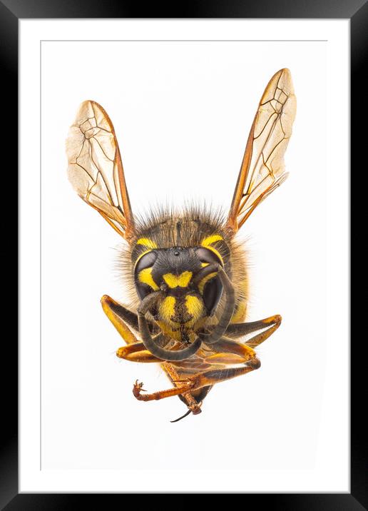 Wasp, close-up. Framed Mounted Print by David Hare