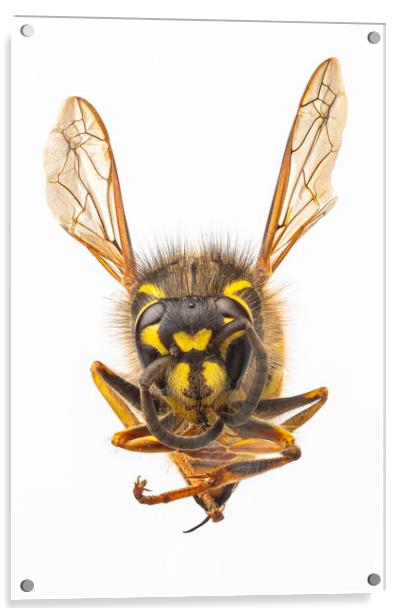 Wasp, close-up. Acrylic by David Hare
