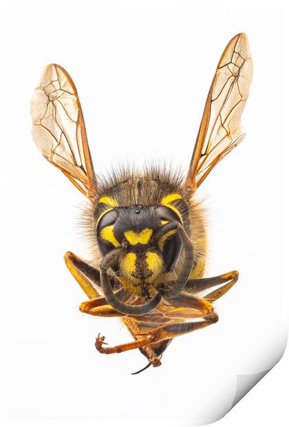 Wasp, close-up. Print by David Hare