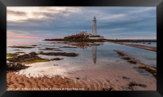 St Mary's Lighthouse at sunrise Framed Print by Marcia Reay