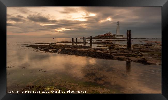 St Mary's lighthouse at sunrise Framed Print by Marcia Reay