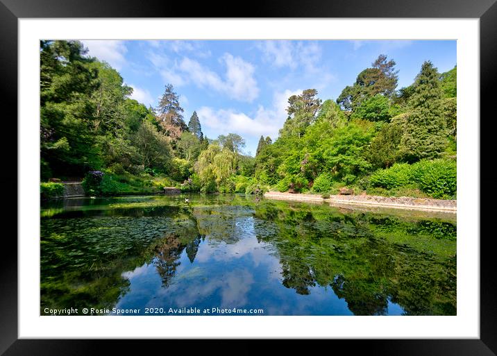 Cockington Lakes in Torquay early morning Framed Mounted Print by Rosie Spooner