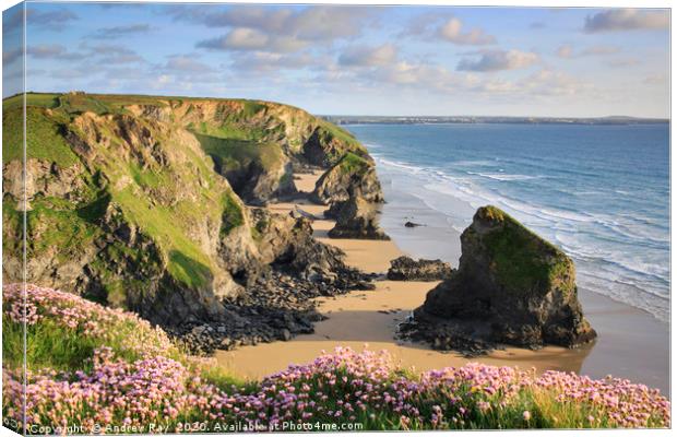 Thrift at Bedruthan Steps Canvas Print by Andrew Ray