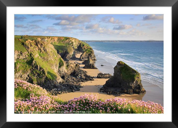 Thrift at Bedruthan Steps Framed Mounted Print by Andrew Ray