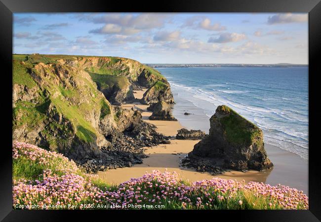 Thrift at Bedruthan Steps Framed Print by Andrew Ray