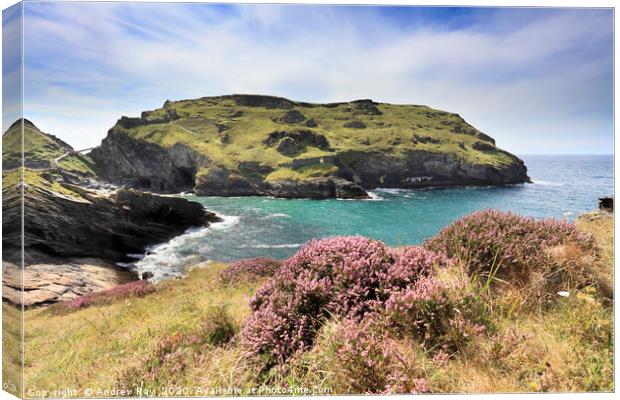 Heather on Barras Nose (Tintagel) Canvas Print by Andrew Ray
