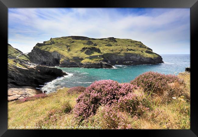 Heather on Barras Nose (Tintagel) Framed Print by Andrew Ray
