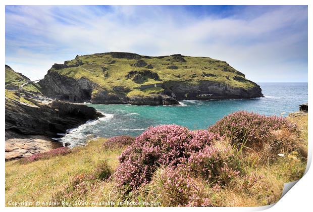Heather on Barras Nose (Tintagel) Print by Andrew Ray