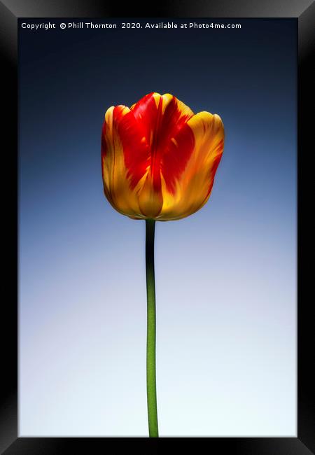 A single beautiful variegated yellow and red tulip Framed Print by Phill Thornton