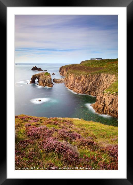 Heather on Pordennack Point (Land's End) Framed Mounted Print by Andrew Ray