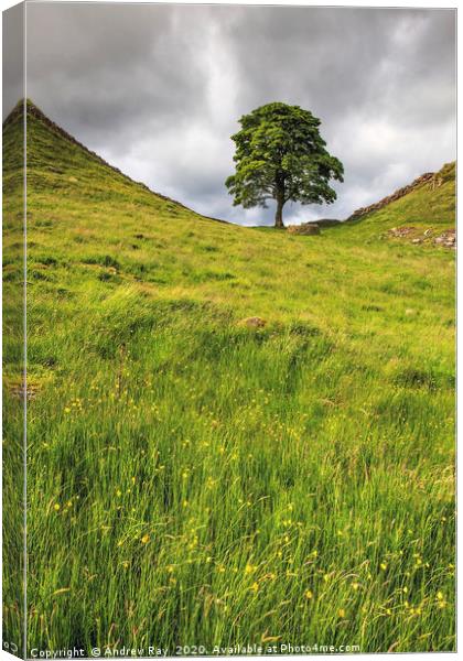 Sycamore Gap Canvas Print by Andrew Ray