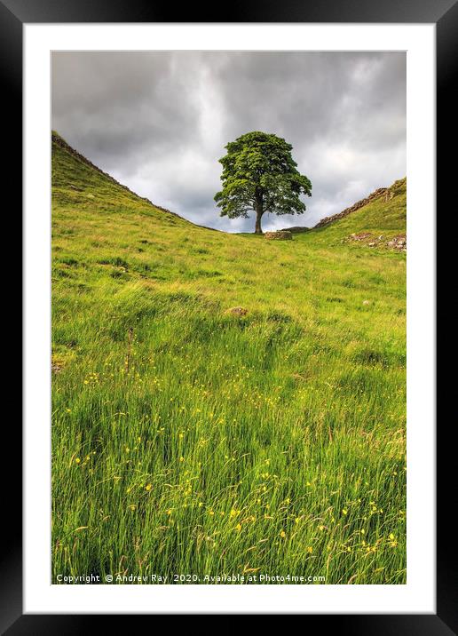Sycamore Gap Framed Mounted Print by Andrew Ray