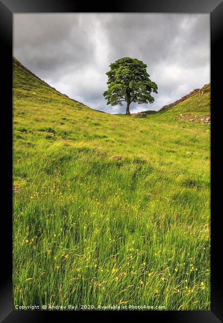 Sycamore Gap Framed Print by Andrew Ray