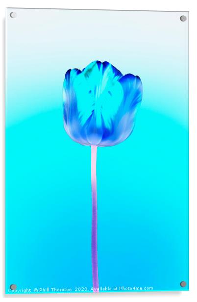 Negative of  single beautiful variegated tulip Acrylic by Phill Thornton