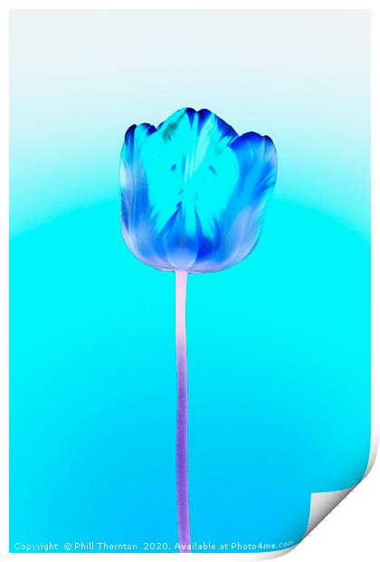 Negative of  single beautiful variegated tulip Print by Phill Thornton