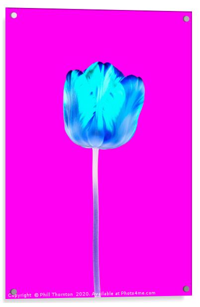 Negative of  single beautiful variegated tulip No. Acrylic by Phill Thornton