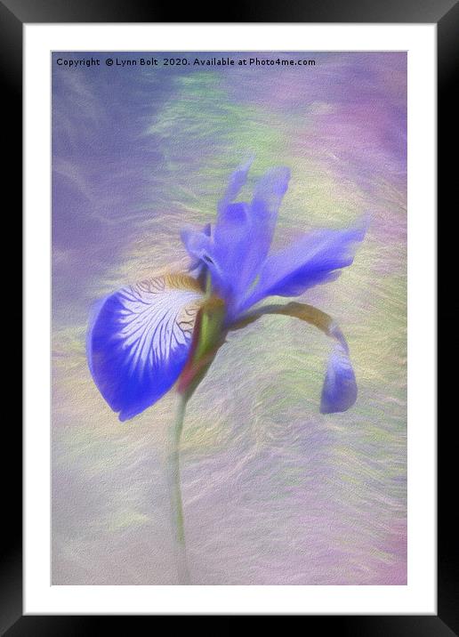 Purple Iris Framed Mounted Print by Lynn Bolt