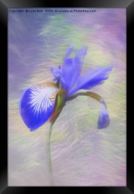 Purple Iris Framed Print by Lynn Bolt