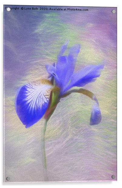 Purple Iris Acrylic by Lynn Bolt