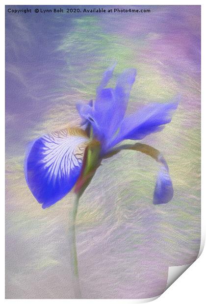Purple Iris Print by Lynn Bolt