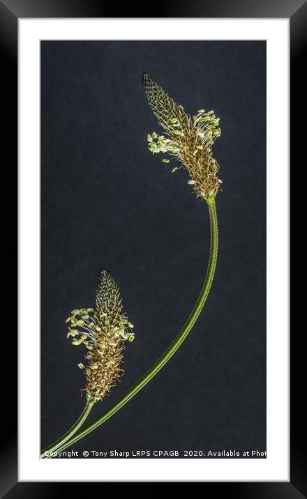 RIBWORT PLANTAIN STEMS Framed Mounted Print by Tony Sharp LRPS CPAGB