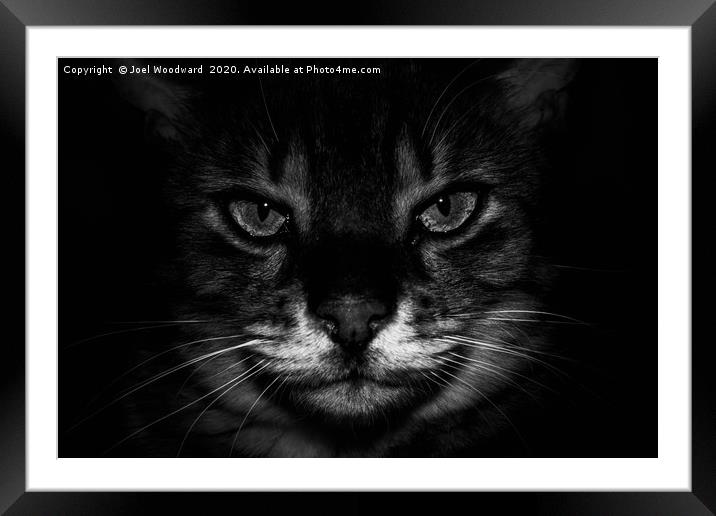 Cat Black & White Framed Mounted Print by Joel Woodward