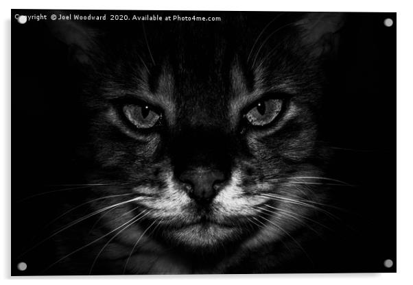 Cat Black & White Acrylic by Joel Woodward