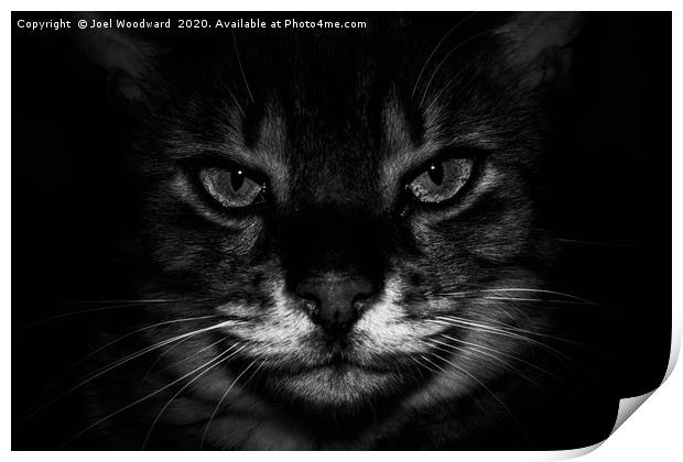Cat Black & White Print by Joel Woodward