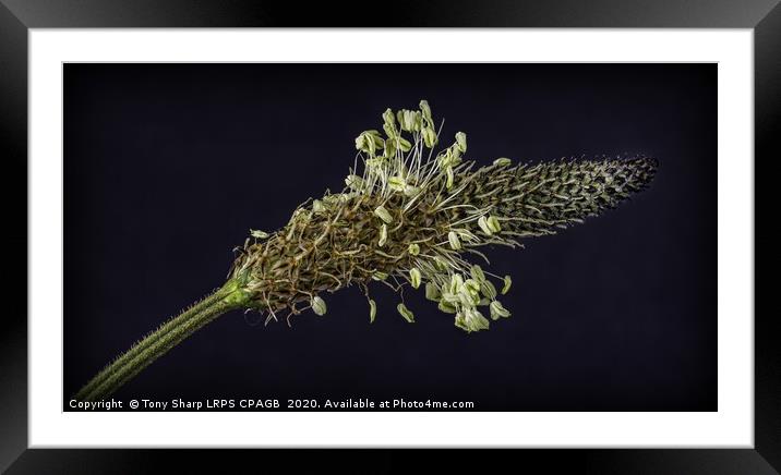 RIBWORT PLANTAIN - HEAD DETAIL Framed Mounted Print by Tony Sharp LRPS CPAGB