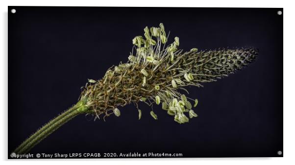 RIBWORT PLANTAIN - HEAD DETAIL Acrylic by Tony Sharp LRPS CPAGB