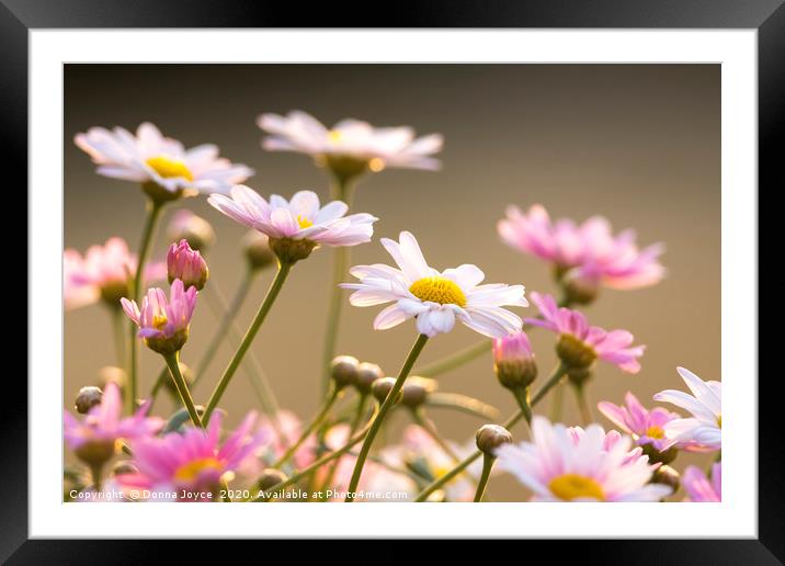 Spring daisiy's Framed Mounted Print by Donna Joyce