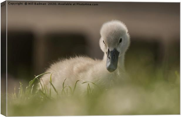 Young Cygnet Canvas Print by Will Badman