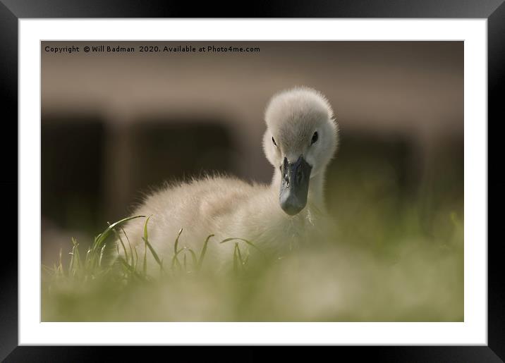 Young Cygnet Framed Mounted Print by Will Badman